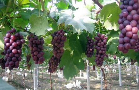 山東壽光：主播帶你探“葡”香滿(mǎn)園