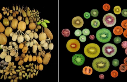 物種故事|獼猴桃：我還有麻辣味的，你吃過嗎？