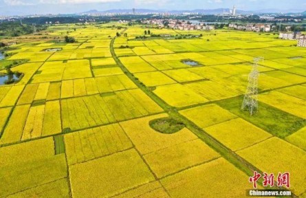 中西方豐收節(jié)有何文化共性？