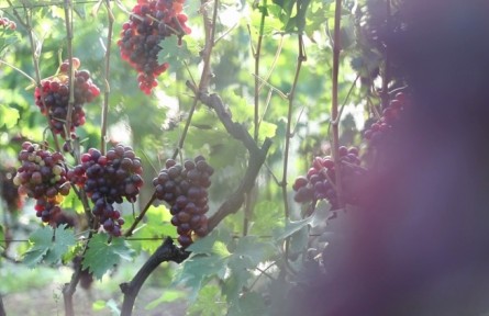 山東煙臺牟平區(qū)：“葡”出甜美致富路