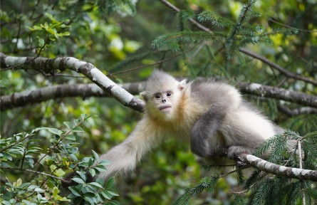 云南：中國“動(dòng)植物王國”探索生物多樣性保護(hù)與旅游發(fā)展互促共贏之路