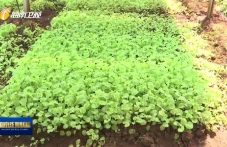 海南：大力推廣“農光互補”項目 推動種植業(yè)提質增效