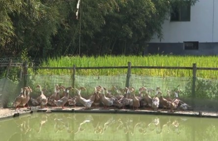 浙江杭州臨安區(qū)：“稻+”綜合種養(yǎng) 走出一條生態(tài)致富路