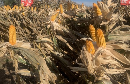 吉林：連續(xù)4年實現(xiàn)“噸糧田” 保護性耕作“梨樹模式”顯成效