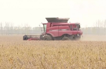 黑龍江綏化：大豆喜獲豐收 收割銷售兩不誤