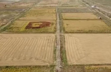 新疆喀什：耐鹽堿海水稻獲豐收 畝產(chǎn)超千斤