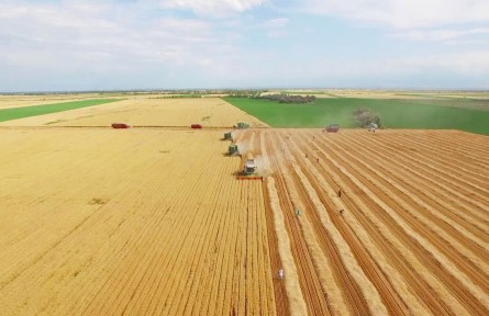 新疆：節(jié)糧減損，他們這樣干