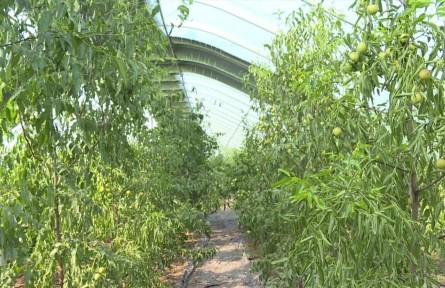 山東省臨沂市費(fèi)縣：給農(nóng)業(yè)發(fā)展插上科技的“翅膀”