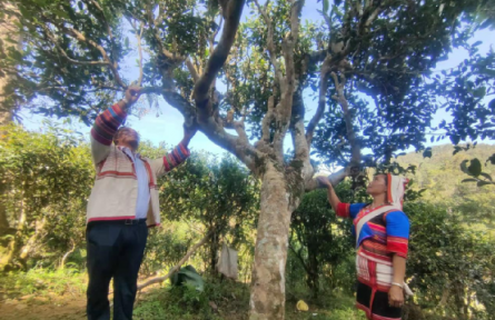 西南林業(yè)大學(xué):用科技手段努力保護(hù)好古茶樹(shù)