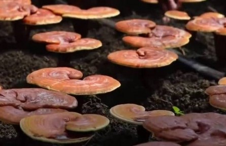 豐收中國(guó)·吉林磐石：食用菌進(jìn)入采收期 科學(xué)種植提高產(chǎn)量