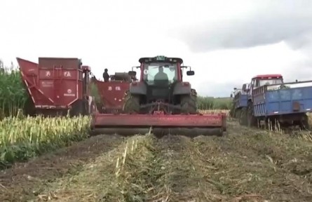 黑龍江：金秋時節(jié)豐收忙 機械收割 提升鮮食玉米口感