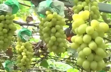 豐收中國(guó)·上海：葡萄小鎮(zhèn)迎豐收 現(xiàn)代農(nóng)業(yè)助力鄉(xiāng)村振興