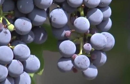 寧夏：科技助力 精準判斷葡萄成熟度