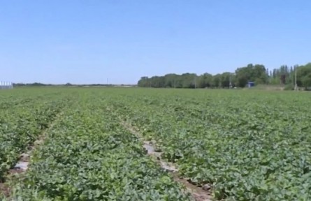 新疆兵團(tuán)：今年將完成140萬畝高標(biāo)準(zhǔn)農(nóng)田建設(shè)