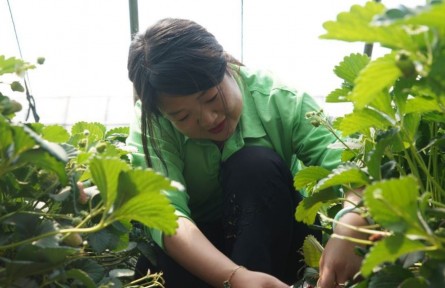 綠色農(nóng)業(yè)追夢人張鑫：創(chuàng)新驅(qū)動 逐夢田野