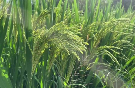 水稻收割在即 稻飛虱防治很關(guān)鍵