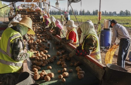 第十屆全國農(nóng)民攝影大展作品：土豆變“金豆”