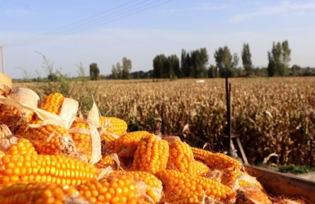 甘肅：“田保姆”讓村民當(dāng)起“甩手掌柜”