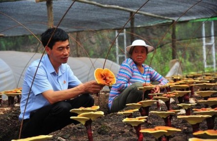 全國優(yōu)秀共產(chǎn)黨員王欽：“蘑菇書記”返鄉(xiāng)創(chuàng)業(yè) 讓荒山變“金山”