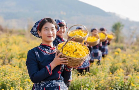 山東省臨沂市費(fèi)縣朱田鎮(zhèn)：金絲皇菊香四溢 富裕之花開滿山