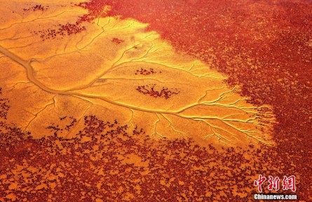 山東東營：黃河入?？谧囗憽包S藍(lán)交響樂”
