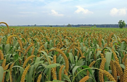 山東濟(jì)寧金鄉(xiāng)縣：“多彩農(nóng)業(yè)”繪畫卷