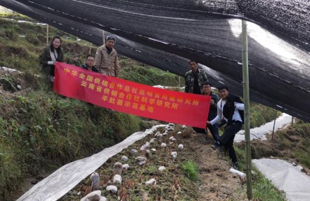 食用菌產(chǎn)業(yè)助力怒江州鄉(xiāng)村振興