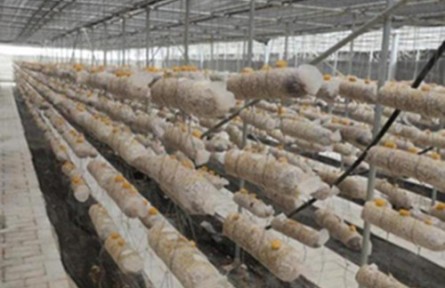 昆明食用菌研究所指導(dǎo)柞水金耳栽培初見成效