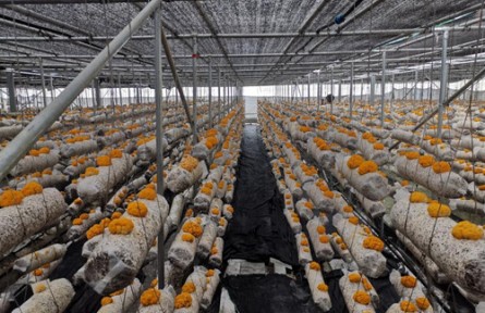 昆明食用菌研究所落實習(xí)近平總書記指示精神開展木耳產(chǎn)業(yè)科技服務(wù)