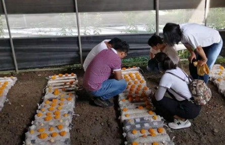 昆明食用菌研究所云南省重大專項子課題中期進(jìn)度評估及技術(shù)服務(wù)工作