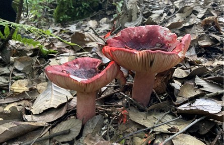 昆明食用菌研究所開展省重大科技專項子課題實施進(jìn)展情況自查及技術(shù)服務(wù)指導(dǎo)