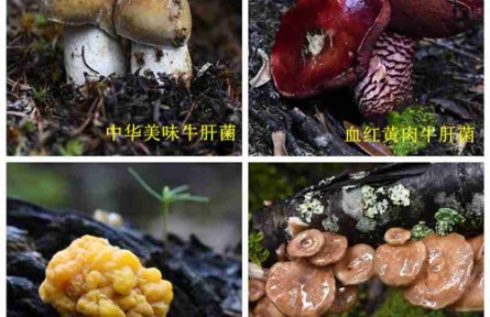 昆明食用菌研究所野生菌種質(zhì)資源調(diào)查 云南省重大科技專項子課題中期評估