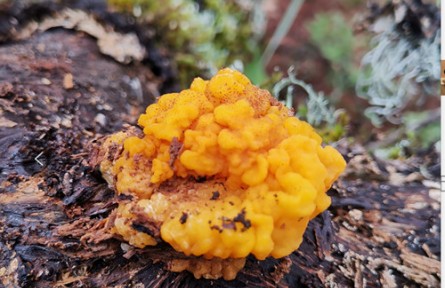 云南省食用菌產(chǎn)業(yè)發(fā)展研究院完善我國食用菌種質(zhì)資源庫建設(shè)新進(jìn)展