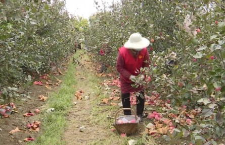 河北石家莊北石碑村：黨建引領(lǐng) 助力鄉(xiāng)村振興