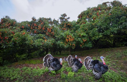 黃國明：生態(tài)家園幸福果
