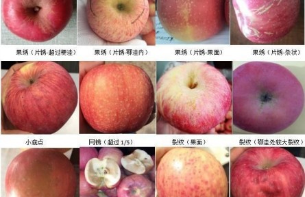 92、成果名稱：蘋果商貿(mào)流通質(zhì)量分級檢驗與標(biāo)準(zhǔn)化控制
