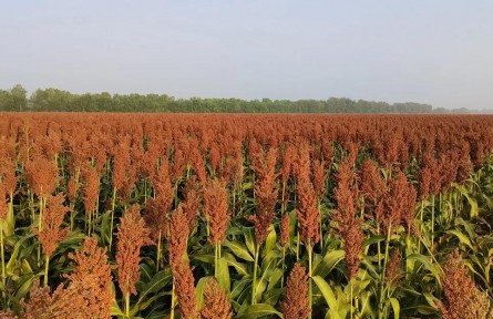 山東東營(yíng)：黃河三角洲鹽堿地里不斷種出高產(chǎn)作物