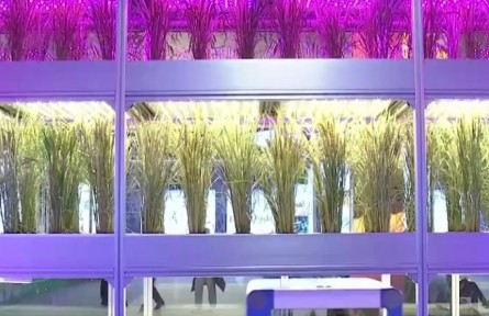 國(guó)家“十三五”科技創(chuàng)新成就展 新型水稻育種方式為糧食安全保駕護(hù)航