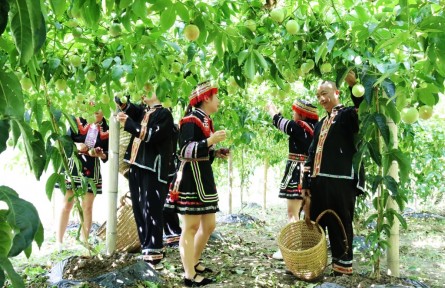 廣西資源：黨建引領(lǐng)百香果成“鄉(xiāng)村振興果”