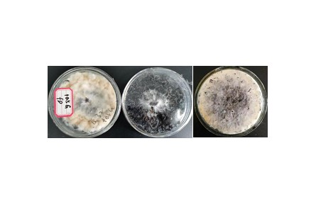 41、成果名稱：桑黃菌發(fā)酵桑葉紅茶關鍵技術