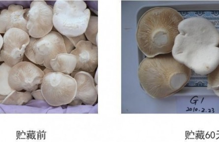 19、成果名稱：食用菌貯運保鮮技術(shù)