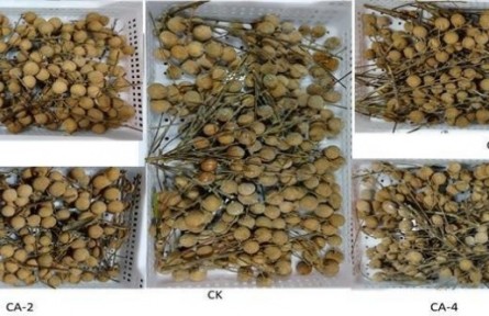 12、成果名稱：龍眼氣調(diào)保鮮技術(shù)