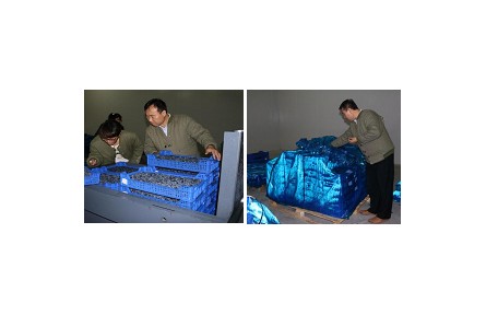 8、成果名稱：藍莓采后流通保鮮技術(shù)