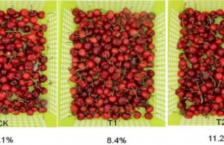 7、成果名稱：櫻桃采后流通保鮮技術(shù)