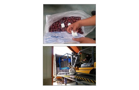 5、成果名稱：葡萄貯藏流通保鮮關(guān)鍵技術(shù)