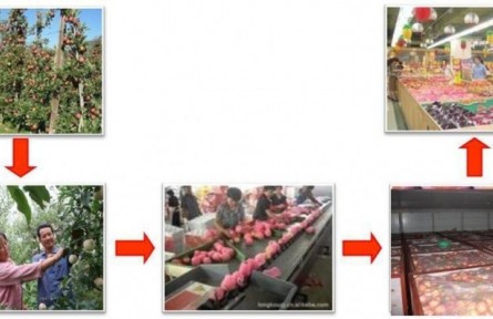 1、成果名稱：蘋(píng)果采收分級(jí)及貯藏保鮮關(guān)鍵技術(shù)