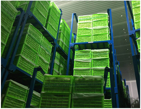 6、成果名稱：獼猴桃保鮮減損控制技術(shù)