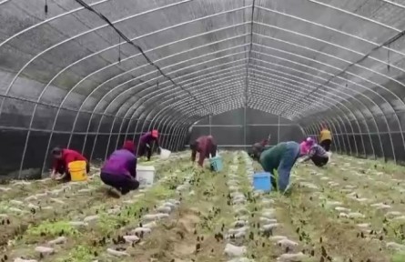 2021年前三季度鄉(xiāng)村富民產(chǎn)業(yè)發(fā)展勢頭良好