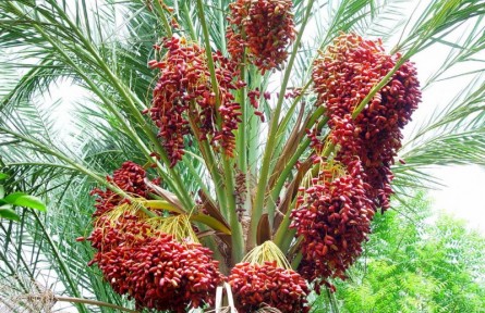 沙漠面包椰棗，被認(rèn)為是未來世界的重要食