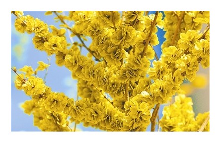 物種故事 | 中華金葉榆：讓“世界金色看中國”的千億級品種